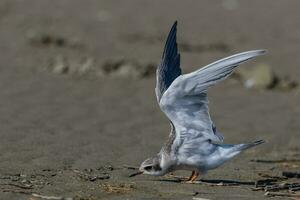 Black-fronted Tern in New Zealand photo