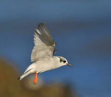 Black-fronted Tern in New Zealand photo