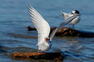 Black-fronted Tern in New Zealand photo