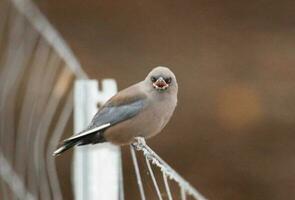 Dusky Woodswallow in Australia photo