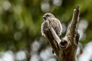 Dusky Woodswallow in Australia photo