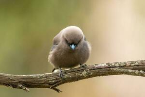 oscuro golondrina en Australia foto