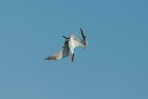 Caspian Tern in Australasia photo