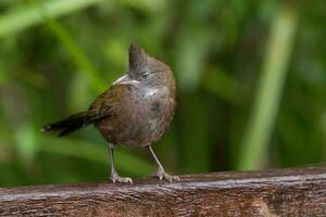 Eastern Whipbird in Australia photo