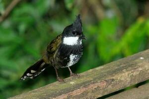 Eastern Whipbird in Australia photo