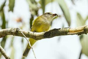 Grey Whistler in Australia photo