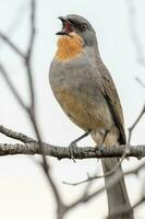 Gilbert's Whistler in Australia photo