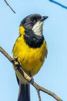 Golden Whistler in Australia photo