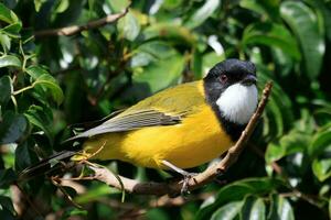 Golden Whistler in Australia photo