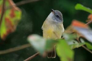 Golden Whistler in Australia photo