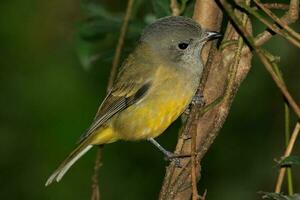 Golden Whistler in Australia photo