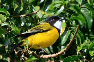 Golden Whistler in Australia photo