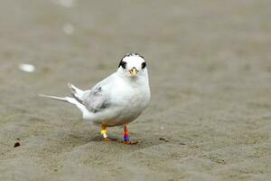 nuevo Zelanda hada golondrina de mar foto