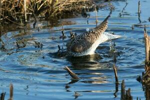 Greater Yellowlegs in USA photo