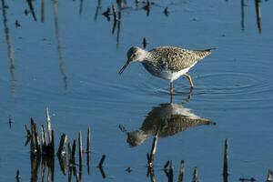 Greater Yellowlegs in USA photo