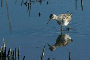 Greater Yellowlegs in USA photo