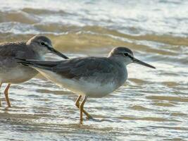 cola gris hablador en Australia foto