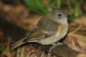 Norfolk Island Golden Whistler photo