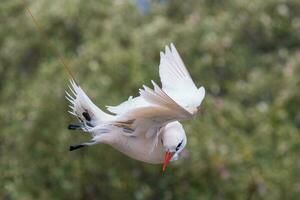 Red-tailed Tropicbird in Australia photo