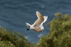 Red-tailed Tropicbird in Australia photo