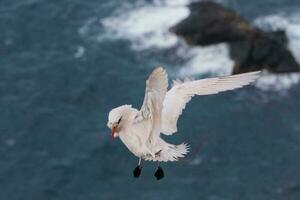 Red-tailed Tropicbird in Australia photo