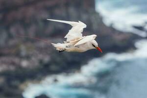 Red-tailed Tropicbird in Australia photo