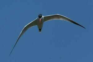 Caspian Tern in Australasia photo