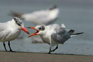 caspio golondrina de mar en australasia foto