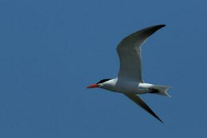 Caspian Tern in Australasia photo