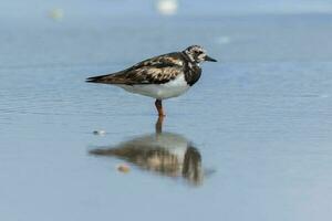 Ruddy Turnstone in Australasia photo