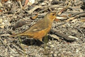 Rufous Treecreeper in Australia photo