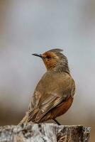 Rufous Treecreeper in Australia photo