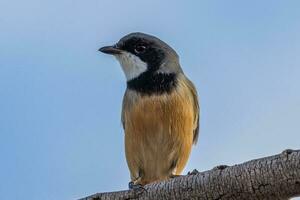 Rufous Whistler in Australia photo