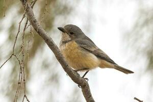 Rufous Whistler in Australia photo