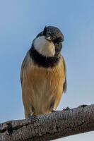 Rufous Whistler in Australia photo