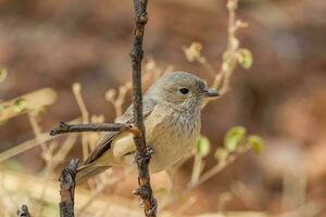 Rufous Whistler in Australia photo