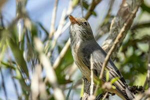 Rufous Whistler in Australia photo