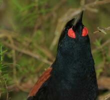 Tieke North Island Saddleback photo