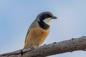 Rufous Whistler in Australia photo