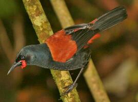 Tieke North Island Saddleback photo