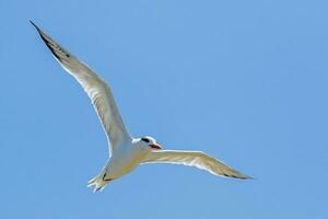 Royal Tern in USA photo