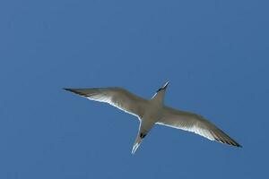 Royal Tern in USA photo