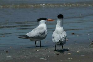Royal Tern in USA photo