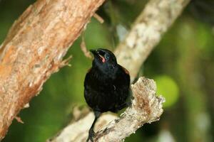 Tieke North Island Saddleback photo