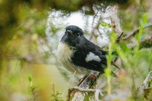 South Island Tomtit photo