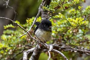 South Island Tomtit photo