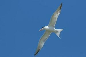 Royal Tern in USA photo