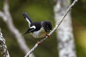 South Island Tomtit photo