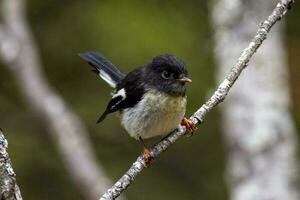 South Island Tomtit photo