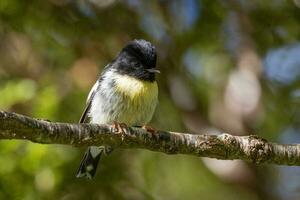 South Island Tomtit photo